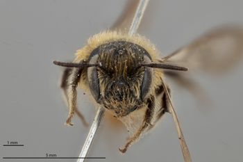 Media type: image;   Entomology 790567 Aspect: head frontal view
